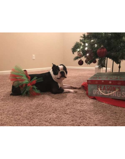 Red/Green - Red and Green Christmas Dog Tutu Skirt (Small) - Small