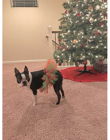 Red/Green - Red and Green Christmas Dog Tutu Skirt (Large) - Large