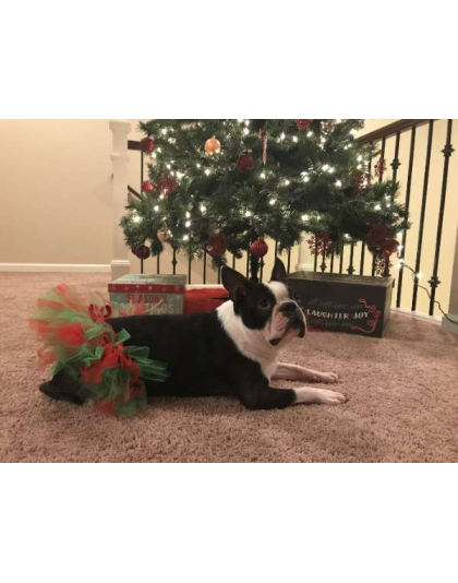 Red/Green - Red and Green Christmas Dog Tutu Skirt (Medium) - Medium