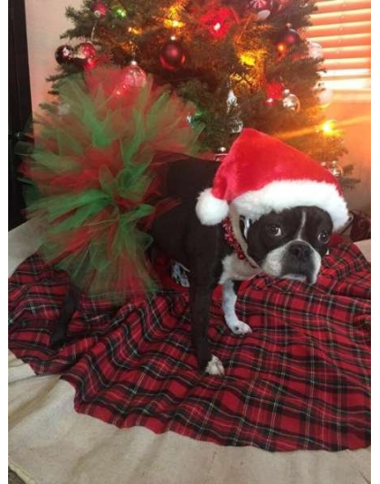 Red/Green - Red and Green Christmas Dog Tutu Skirt (Medium) - Medium