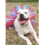 Red/White/Blue - Red/White/Blue 4th Of July Dog Tutu Skirt (Small) - Small