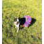 Red/White/Blue - Red/White/Blue 4th Of July Dog Tutu Skirt (Small) - Small