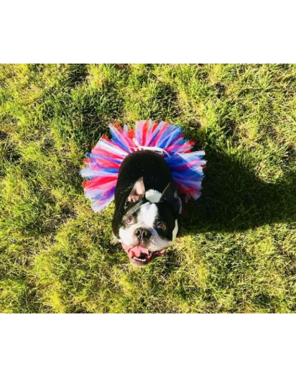 Red/White/Blue - Red/White/Blue 4th Of July Dog Tutu Skirt (XS) - XS