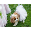 White - White Bridal Dog Tutu Skirt (Medium) - Medium