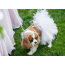 White - White Bridal Dog Tutu Skirt (Large) - Large