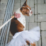 White - White Bridal Dog Tutu Skirt (Large) - Large