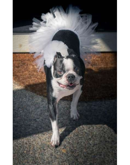 White - White Bridal Dog Tutu Skirt (Large) - Large