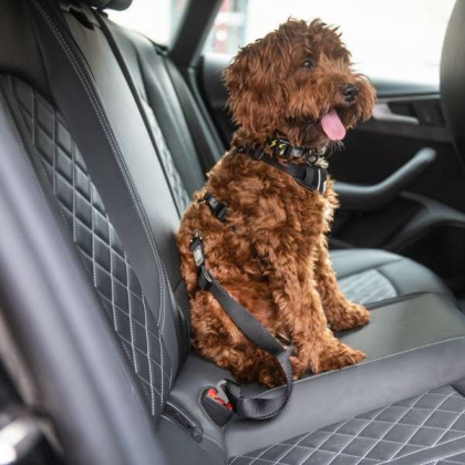 Black - GF Pet  Pet Seat Belt Tether  Black - Adjustable Length 20"-30"