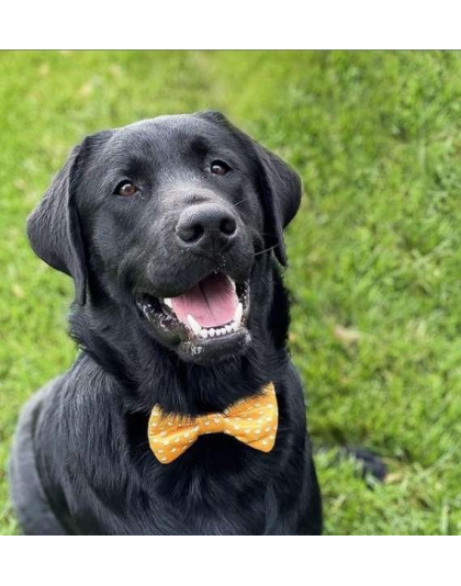 Llama Yellow - Cutie Ties Dog Bow Tie - One Size