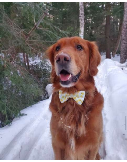 Rubber Duck - Cutie Ties Dog Bow Tie - One Size