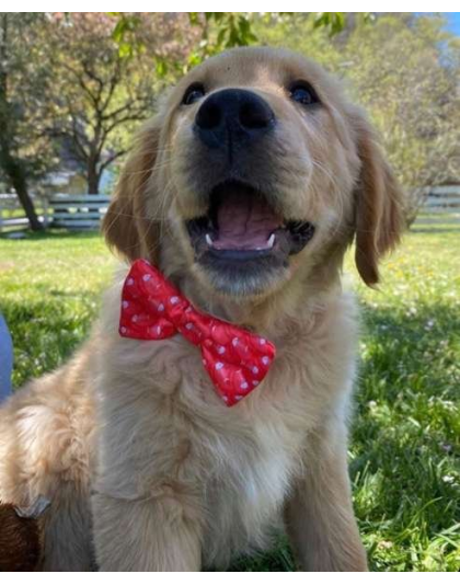 Fish Bone Red - Cutie Ties Dog Bow Tie - One Size