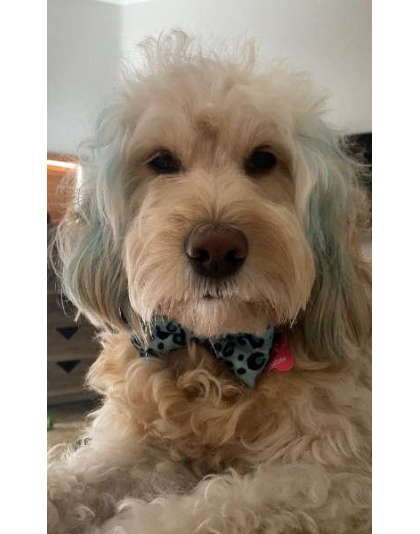 Blue Cheetah  - Cutie Ties Dog Bow Tie - One Size