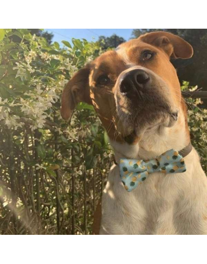 Tropic Like It's Hot - Cutie Ties Dog Bow Tie - One Size