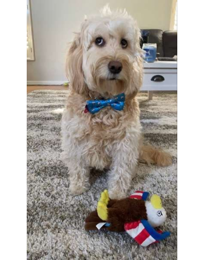 Lightning & Clouds - Cutie Ties Dog Bow Tie - One Size