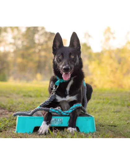 Grey and Aqua 2 - Rope Dog Leash - Traffic Lead (2 ft)