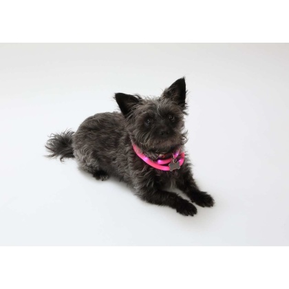 Pink - Silicone Cuttable LED Illuminated Dog Collar - USB Rechargeable