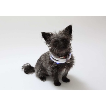 White - Silicone Cuttable LED Illuminated Dog Collar - USB Rechargeable