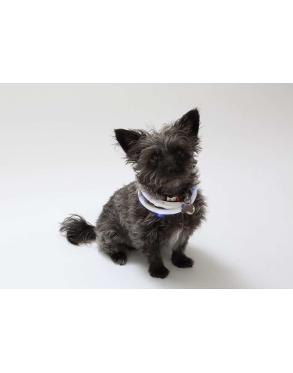 White - Silicone Cuttable LED Illuminated Dog Collar - USB Rechargeable