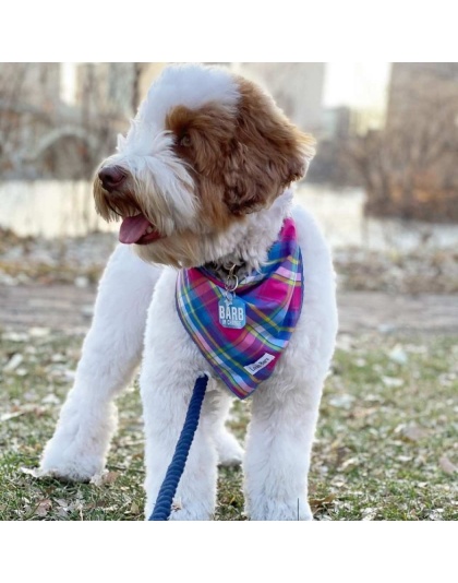 Colorful Plaid - Colorful Plaid Bandana - Small