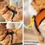 Sunset Orange - K9 Sport Harness - Medium (15-17" Neck 15-21" Chest)
