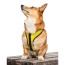 Buttercup Yellow - K9 Sport Harness - Small (13-15" Neck 13-18" Chest)