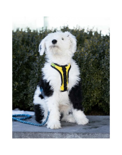 Buttercup Yellow - K9 Sport Harness - Small (13-15" Neck 13-18" Chest)