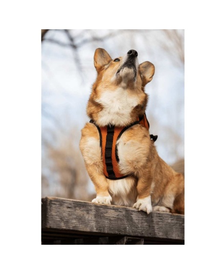 Sunset Orange - Walk-On with Harness & Storage - X-Small (11-13" Neck 11-15" Chest)